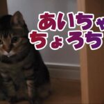 【癒し猫あいちゃんを癒しの音楽とともに～】No.172　あいちゃん、よく動き回ります。ちょろちょろちょろ。。