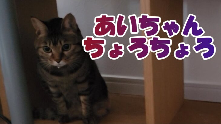 【癒し猫あいちゃんを癒しの音楽とともに～】No.172　あいちゃん、よく動き回ります。ちょろちょろちょろ。。