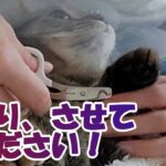 【癒し猫あいちゃんを癒しの音楽とともに～】No.175 あいちゃん、今日はツメを切る日。半分はうまくいったけど、残りの半分が・・・。