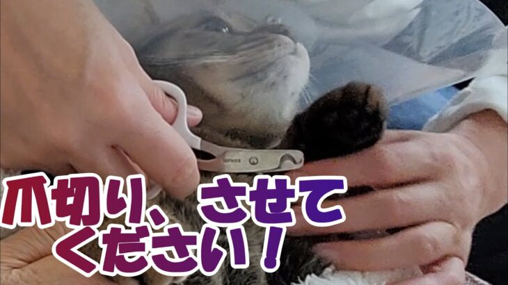 【癒し猫あいちゃんを癒しの音楽とともに～】No.175 あいちゃん、今日はツメを切る日。半分はうまくいったけど、残りの半分が・・・。