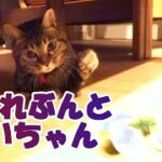 【癒し猫あいちゃんを癒しの音楽とともに～】No.185  じゃれ猫ブンブン＿あいちゃんの遊び方