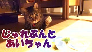 【癒し猫あいちゃんを癒しの音楽とともに～】No.185  じゃれ猫ブンブン＿あいちゃんの遊び方