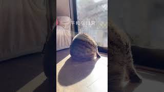 #Shorts #猫おもしろ動画 #猫癒し動画 #猫おもしろ動画集 #猫のパンちゃん