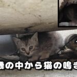 TNRのつもりが子猫の鳴き声が聞こえてきたので、家族全員保護しました【ダイジェスト】  Adorable Cats Protecting