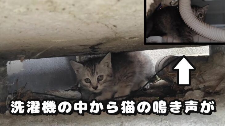 TNRのつもりが子猫の鳴き声が聞こえてきたので、家族全員保護しました【ダイジェスト】  Adorable Cats Protecting