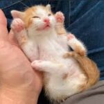 幸運の手のひら招き子猫、爆誕する The beckoning kitten in my palm