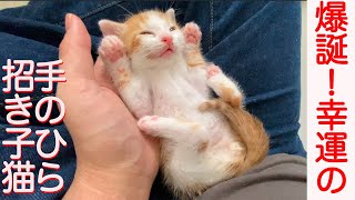 幸運の手のひら招き子猫、爆誕する The beckoning kitten in my palm