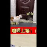 朝倉猫VS不良猫【激萌注意】めちゃ可愛い猫69#　#cutecats#cutecat#CuteVideos#可愛寵物#面白いペット#好可愛的貓貓