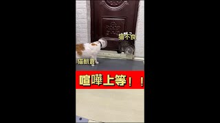 朝倉猫VS不良猫【激萌注意】めちゃ可愛い猫69#　#cutecats#cutecat#CuteVideos#可愛寵物#面白いペット#好可愛的貓貓