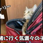 お散歩に行く気まんまんの子猫【甲斐犬一休と猫のしずく】#shorts