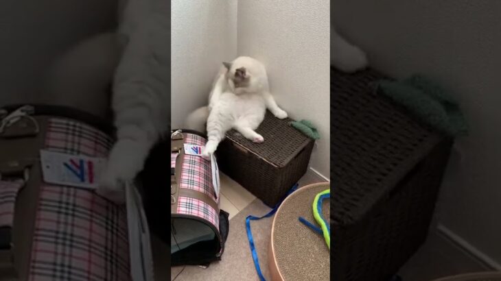 毛ずくろい中にまさかのハプニング猫#shorts #猫 #cat