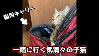 お散歩に行く気まんまんの子猫【甲斐犬一休と猫のしずく】#shorts