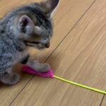 しっぽをピーんと立てて遊ぶ子猫のタロちゃん。