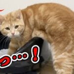 【衝撃】悪さが飼い主にバレた猫の末路