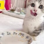 【失敗談😅】はじめての『ちゅ〜る』をかわいい子猫に食べてもらったらあげ方が下手っぴ過ぎました【短足ミヌエット】