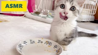 【失敗談😅】はじめての『ちゅ〜る』をかわいい子猫に食べてもらったらあげ方が下手っぴ過ぎました【短足ミヌエット】