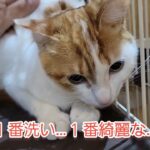 【日本繁栄の歴史に猫の力あり‼️🙀】野良猫ちゃんは‼️日本の野生動物ではありません‼️🙀