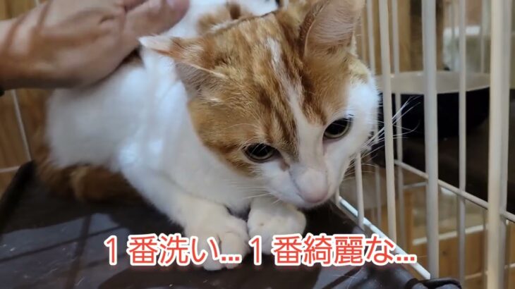 【日本繁栄の歴史に猫の力あり‼️🙀】野良猫ちゃんは‼️日本の野生動物ではありません‼️🙀