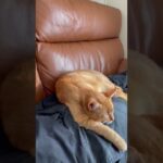 【おもしろ猫】ソファに横たわるおじさんに横たわる猫。