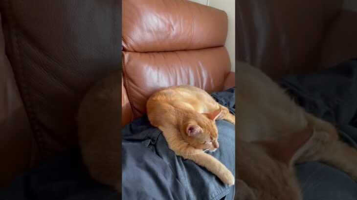 【おもしろ猫】ソファに横たわるおじさんに横たわる猫。