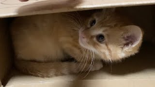 ダンボールを片付けたいかぁちゃんＶＳ出たくない子猫の動画