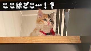 リビング初上陸して怯えていた子猫が予想外の行動に…【元保護子猫】