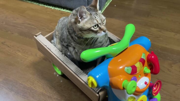 猫のパンちゃん車に乗る！#猫おもしろ動画 #猫癒し動画 #猫おもしろ動画集 #猫のパンちゃん