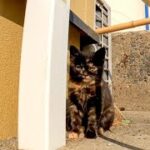 ちょっとビビりな子猫がカワイイ