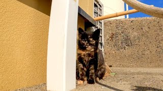 ちょっとビビりな子猫がカワイイ