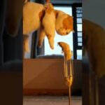 猫の癒し動画17 #shorts