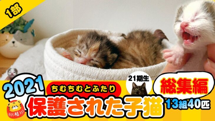 【保護猫まとめ動画】へその緒付の子猫が夜中に緊急保護【21期生】