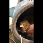 おかしい猫  かわいい猫  おもしろ猫動画 #4