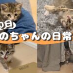 【生後50日の子猫】ひのちゃんの日常#2