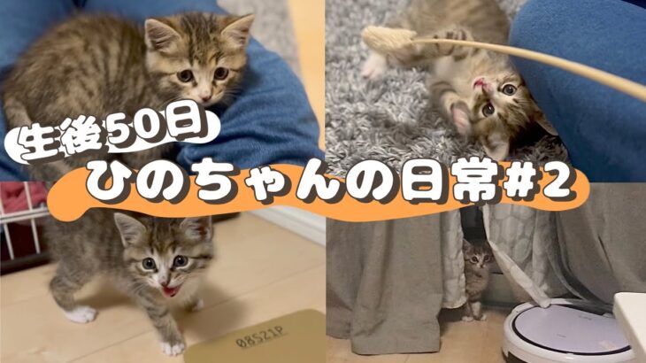 【生後50日の子猫】ひのちゃんの日常#2