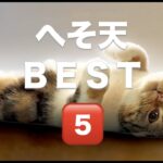 【へそ天 猫 動画BEST５‼️】超絶可愛い猫の決定的瞬間💛面白猫コメントなど盛りだくさん❗️最後は○○ヘソ天⁉️【かわいい猫 癒しショートムービー】