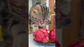 Funny Cat |「猫かわいい」 すごくかわいい子猫 – 最も面白い猫の映画 #272