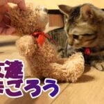 【癒し猫あいちゃんを癒しの音楽とともに～】No.192 あいちゃんにお友達