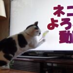 【癒し猫あいちゃんを癒しの音楽とともに～】No.196『猫がよろこぶ動画』を流してみたら、こうなった！