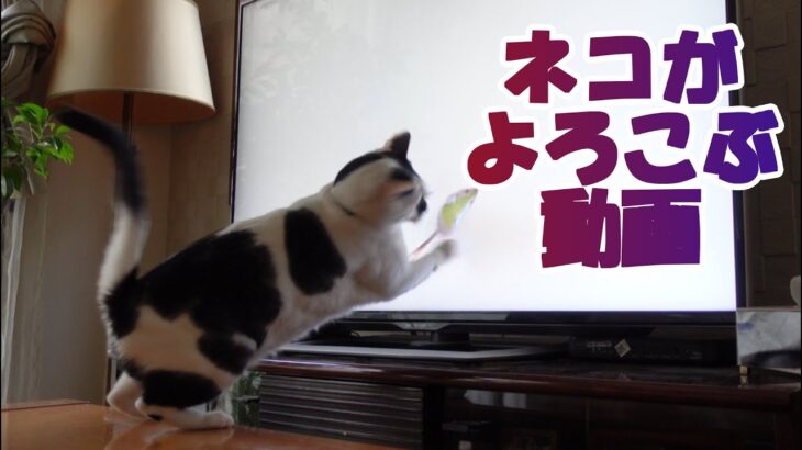 【癒し猫あいちゃんを癒しの音楽とともに～】No.196『猫がよろこぶ動画』を流してみたら、こうなった！