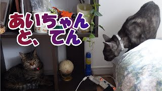 【癒し猫あいちゃんを癒しの音楽とともに～】No.198 あさのあいちゃんと、てん。