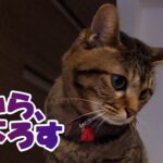 【癒し猫あいちゃんを癒しの音楽とともに～】No.199　あいちゃん、リビングでひとり悠々