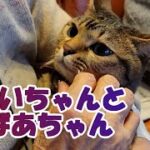 【癒し猫あいちゃんを癒しの音楽とともに～】No.201　あいちゃんと、おじいちゃんおばあちゃん。