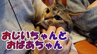 【癒し猫あいちゃんを癒しの音楽とともに～】No.201　あいちゃんと、おじいちゃんおばあちゃん。