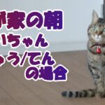 【癒し猫あいちゃんを癒しの音楽とともに～】No.203　我が家のネコちゃんの朝の様子です。２階のあいちゃん、１階のきゅうとてん、別世界です。