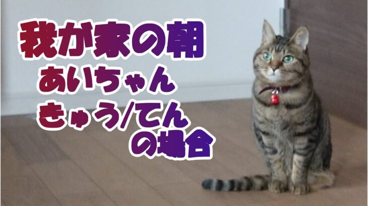 【癒し猫あいちゃんを癒しの音楽とともに～】No.203　我が家のネコちゃんの朝の様子です。２階のあいちゃん、１階のきゅうとてん、別世界です。