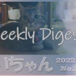 【癒し猫あいちゃんを癒しの音楽とともに～】No.204 ウィークリーダイジェスト  先週１週間の中で、先週のアップ動画をぎゅっと詰めてお送りいたします。