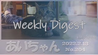 【癒し猫あいちゃんを癒しの音楽とともに～】No.204 ウィークリーダイジェスト  先週１週間の中で、先週のアップ動画をぎゅっと詰めてお送りいたします。