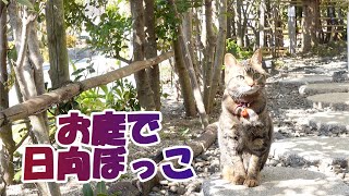 あいちゃん、お庭で日向ぼっこ【癒し猫あいちゃんを癒しの音楽とともに～】No.216