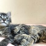 【ねこぱんちParaguayの近況報告】新入り子猫お披露目ライブ配信😸