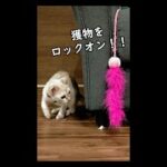 【かわいい】一人遊びが上手な仔猫【ハンター】#Short　#猫かわいい　#cat　#kitten